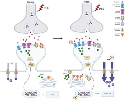 Neural ageing and synaptic plasticity: prioritizing brain health in healthy longevity